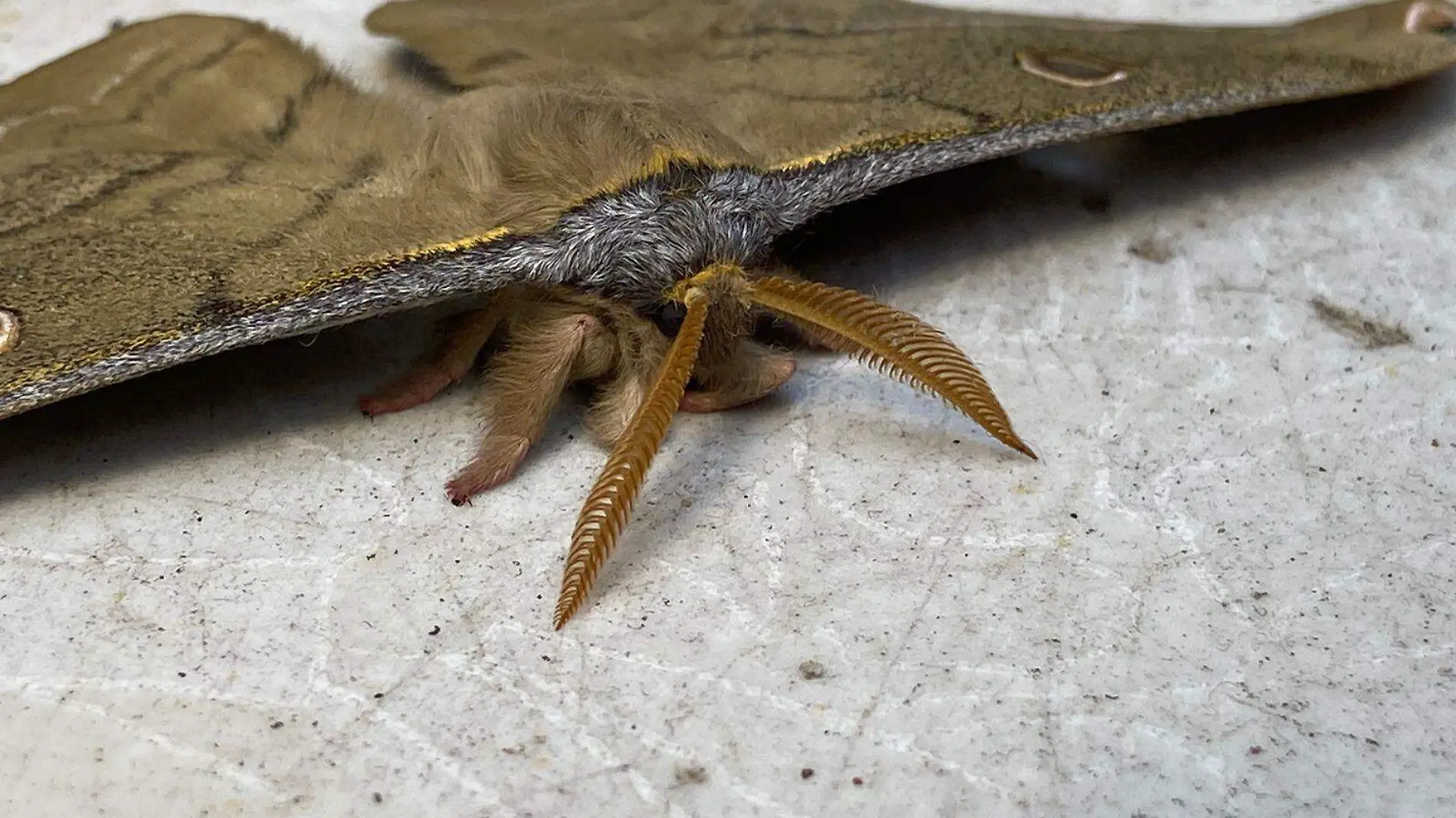 Entró una mariposa oscura a tu casa